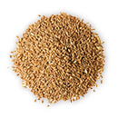 Triticale