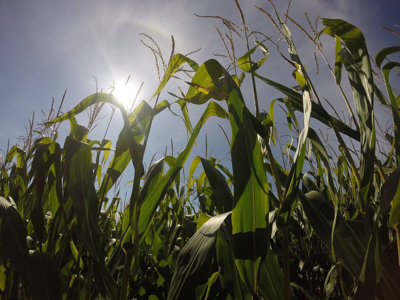 how corn flakes are made