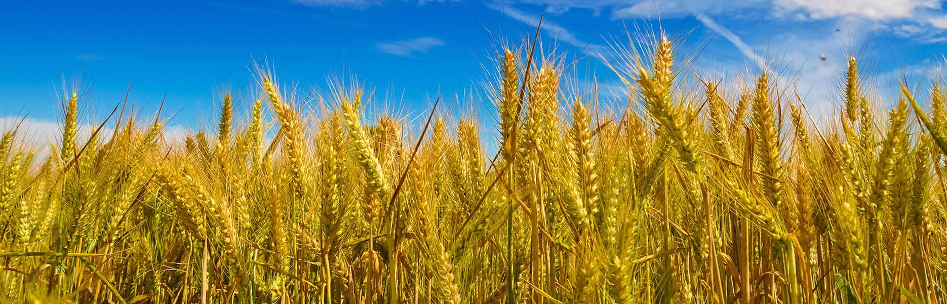 Nutrition Our food, from field to table LEARN MORE