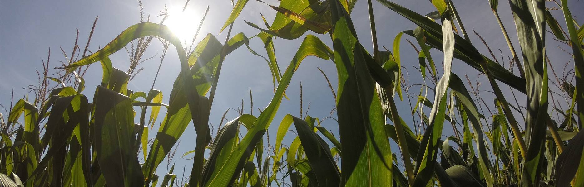 Making Kellogg Packaging More Eco-Friendly