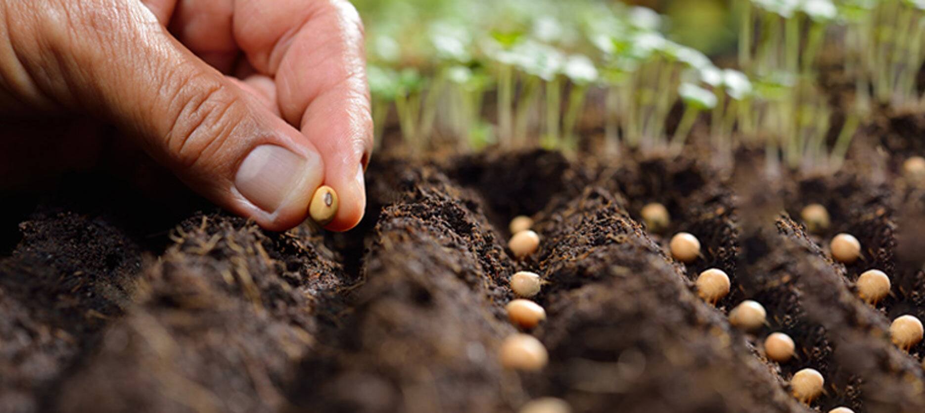 Protecting the planet with sustainable farming