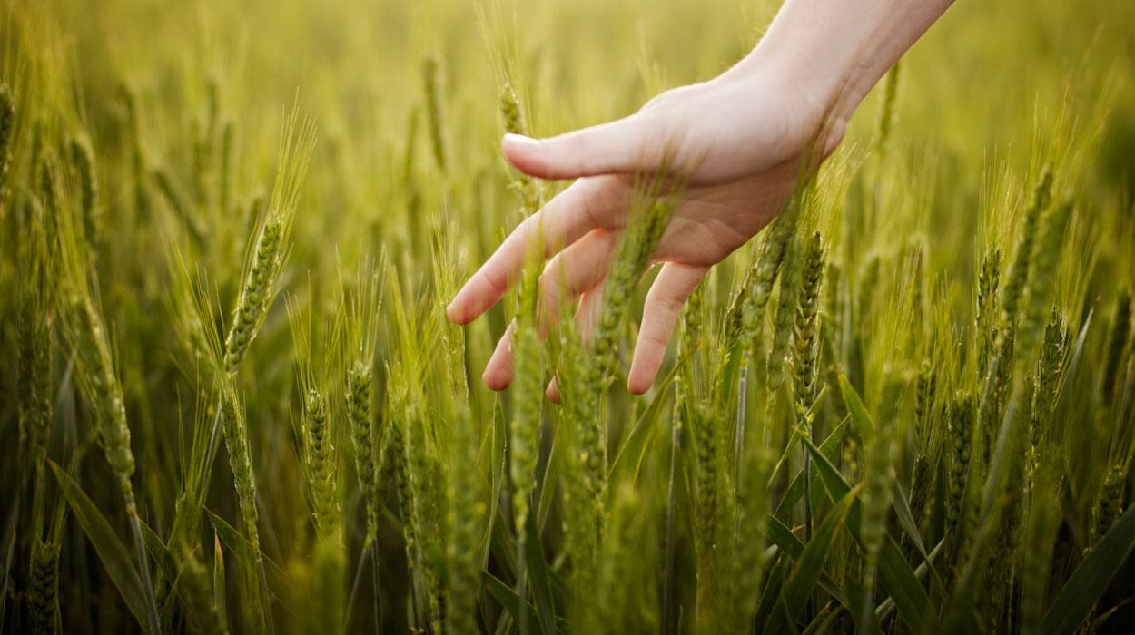 See how Kellogg supports sustainability