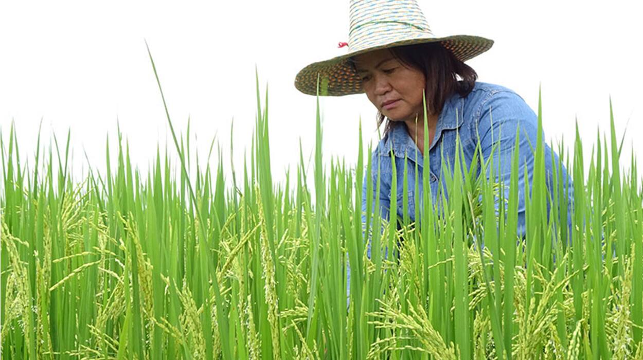 OPEN FOR BREAKFAST Supporting Famers Around the Globe  Explore an interactive map of Kellogg’s sustainable  agriculture projects