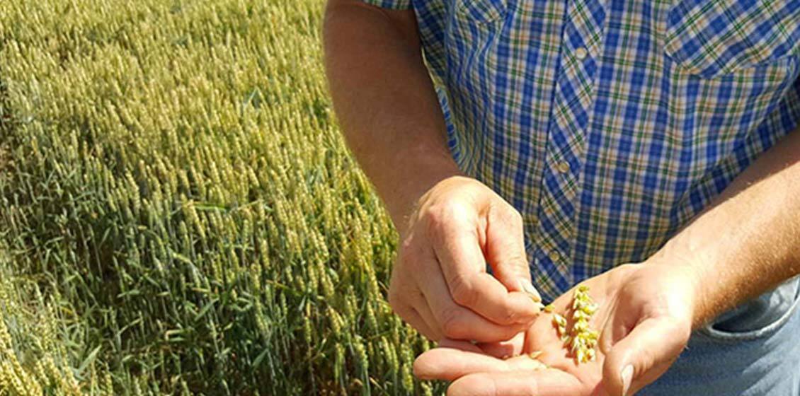 keeping-grains-honest alt
