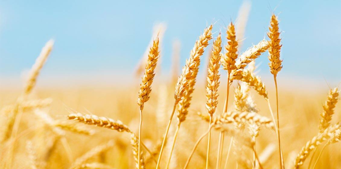 how-sustainable-is-your-breakfast alt