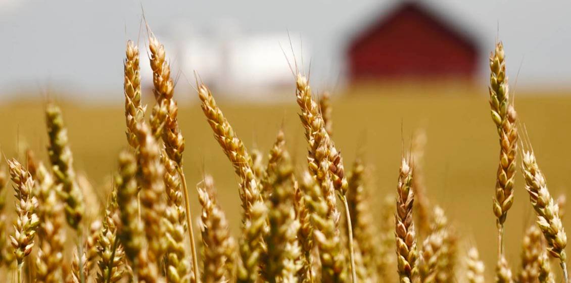 5-questions-about-the-goodness-of-grains