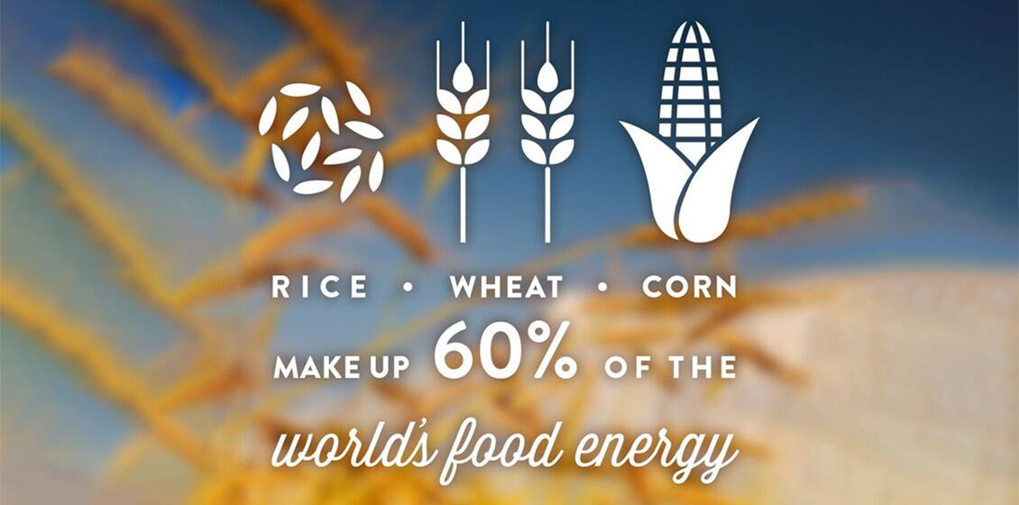 why-grains-are-the-worlds-staple alt
