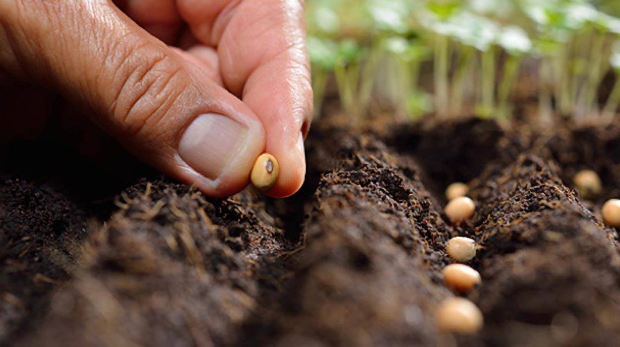 Protecting the planet with sustainable farming