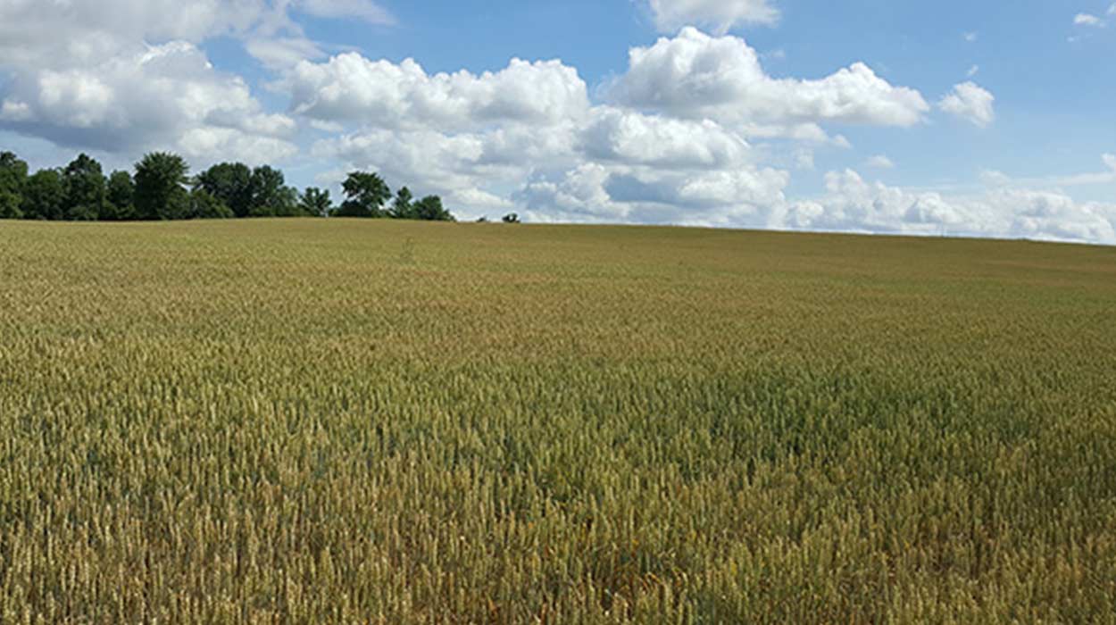 Trivia time: six things to know about wheat