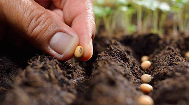 Protecting the planet with sustainable farming