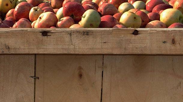 Learn how Kellogg uses ugly fruit to make great tasting food while helping the environment. 