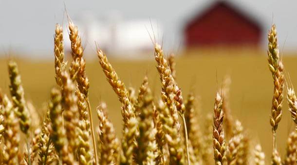 Find out 5 reasons that grains are Gr-r-r-eat! 