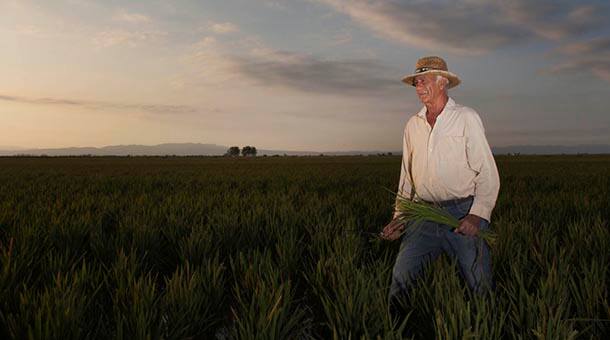 Kellogg has pledged to help 1 million farmers adopt sustainable agriculture