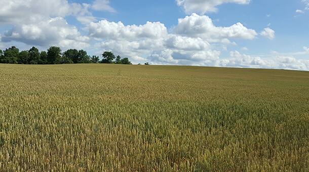 Trivia time: six things to know about wheat