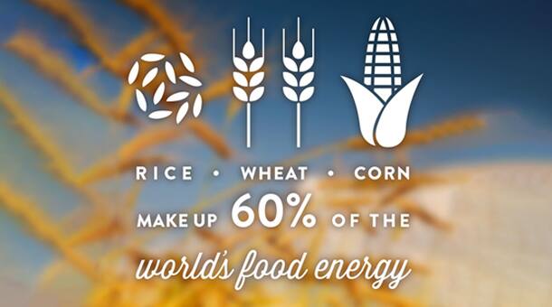 Grains provide important nutrients at a low cost, are adaptable, resilient and use less natural resources than other food.