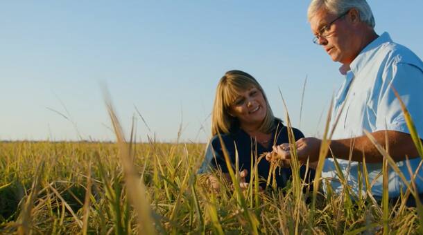 Rice Farmers in Field