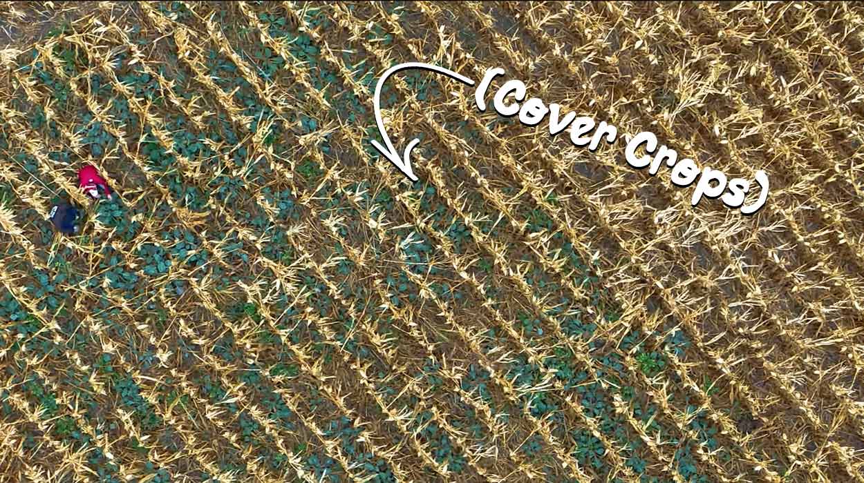 Interseeded Crops in a Corn Field