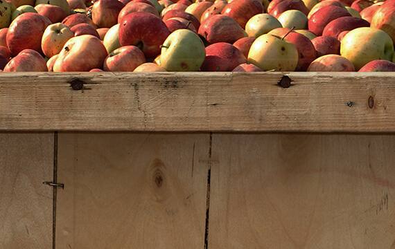 Sustainability Kellogg's Uses "Ugly Fruit" to Reduce Food Waste LEARN MORE