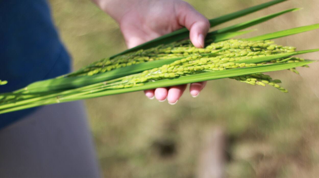Helping Rice Farmers Reduce Their Climate Impact