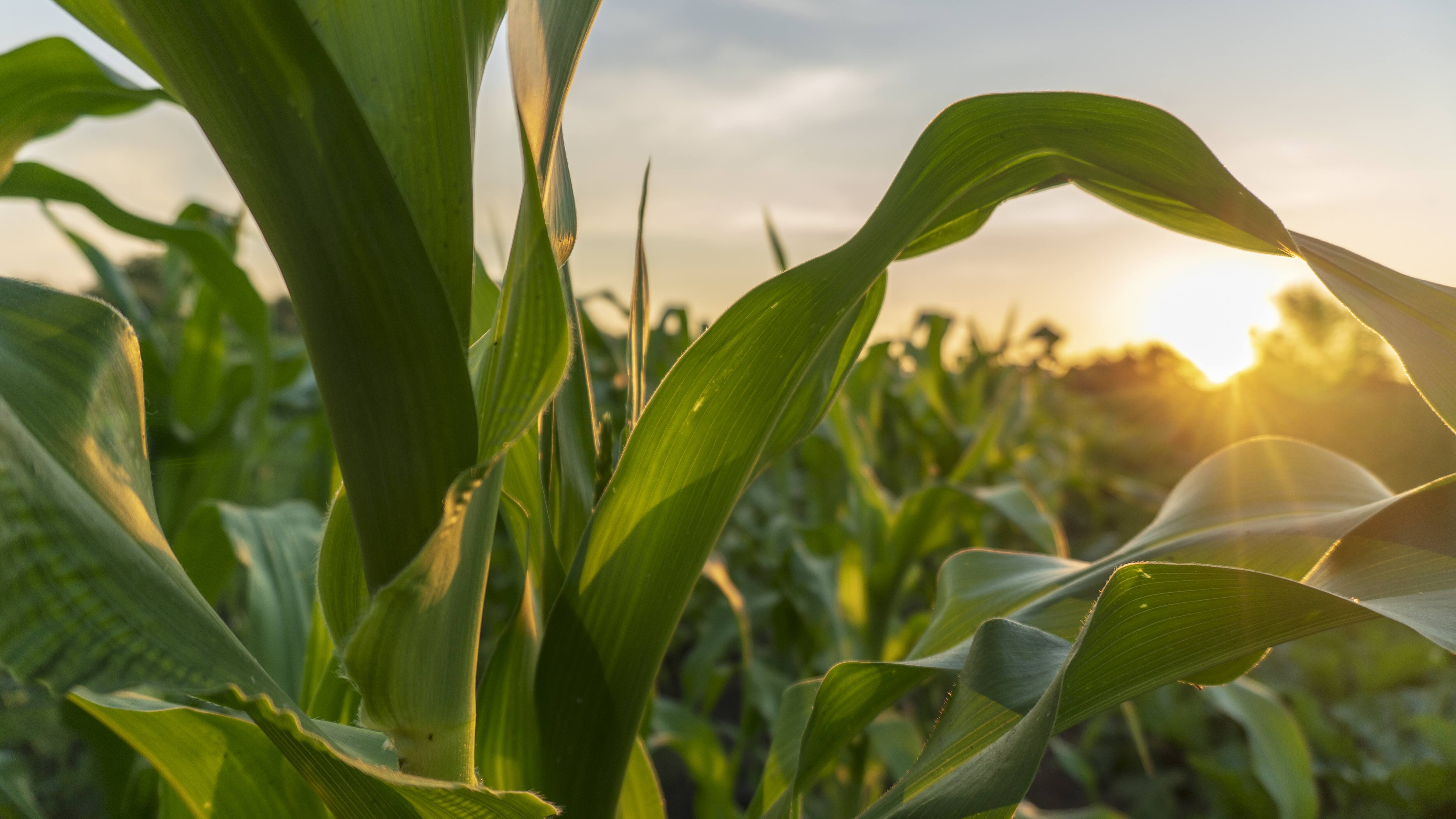 Kellogg and The Nature Conservancy team up with farmers to improve, water quality, soil erosion, and lower carbon footprints.